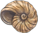 Nautilus Shell